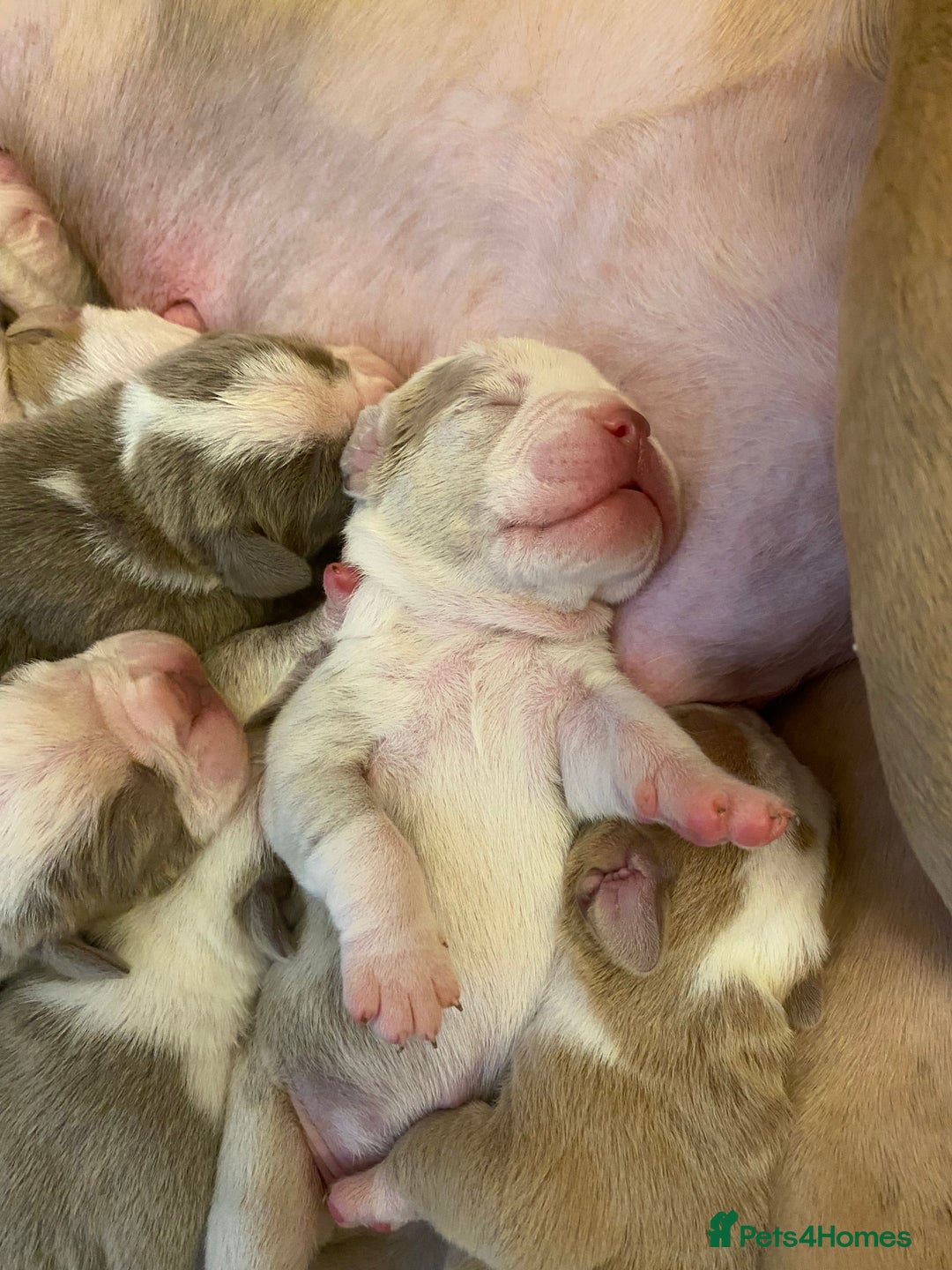 Mixed Breed dogs for sale: Old Tyme bulldogs puppies for sale.  - Image 2