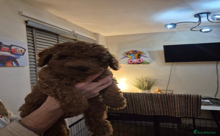 Cockapoo dogs - Advert 4