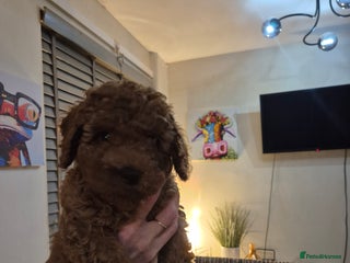 Cockapoo dogs - Advert 8