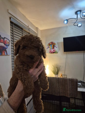 Cockapoo dogs - Advert 4