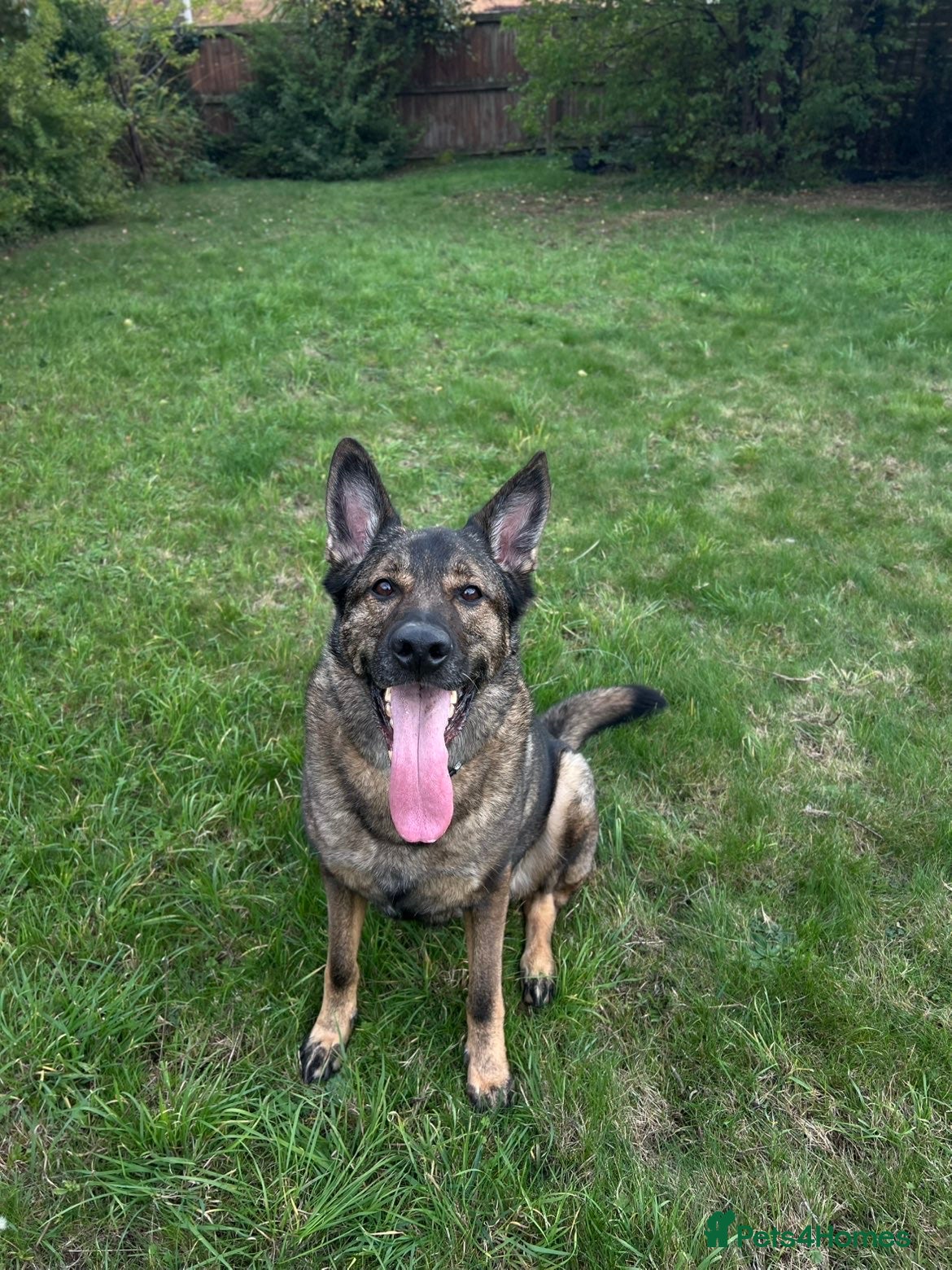 German Shepherd dogs Male German shepherd  - Advert 1