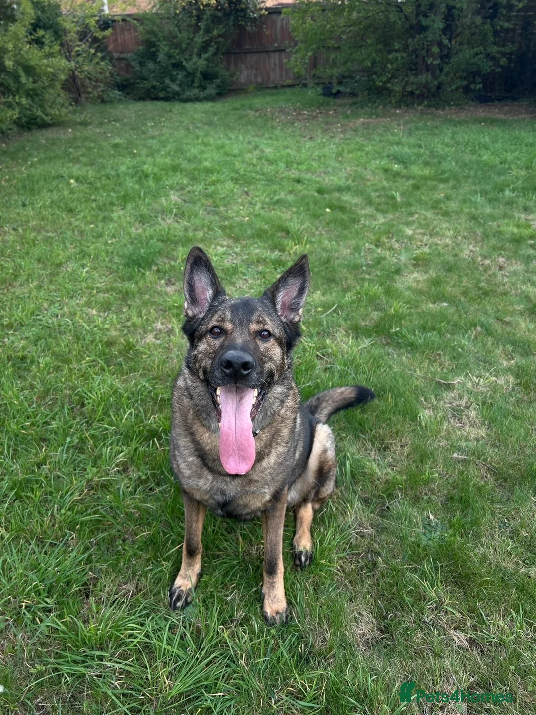 German Shepherd dogs for sale: Male German shepherd  - Advert 1