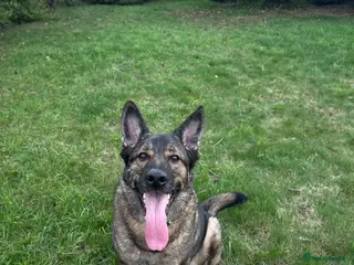 German Shepherd dogs Male German shepherd - Advert 1