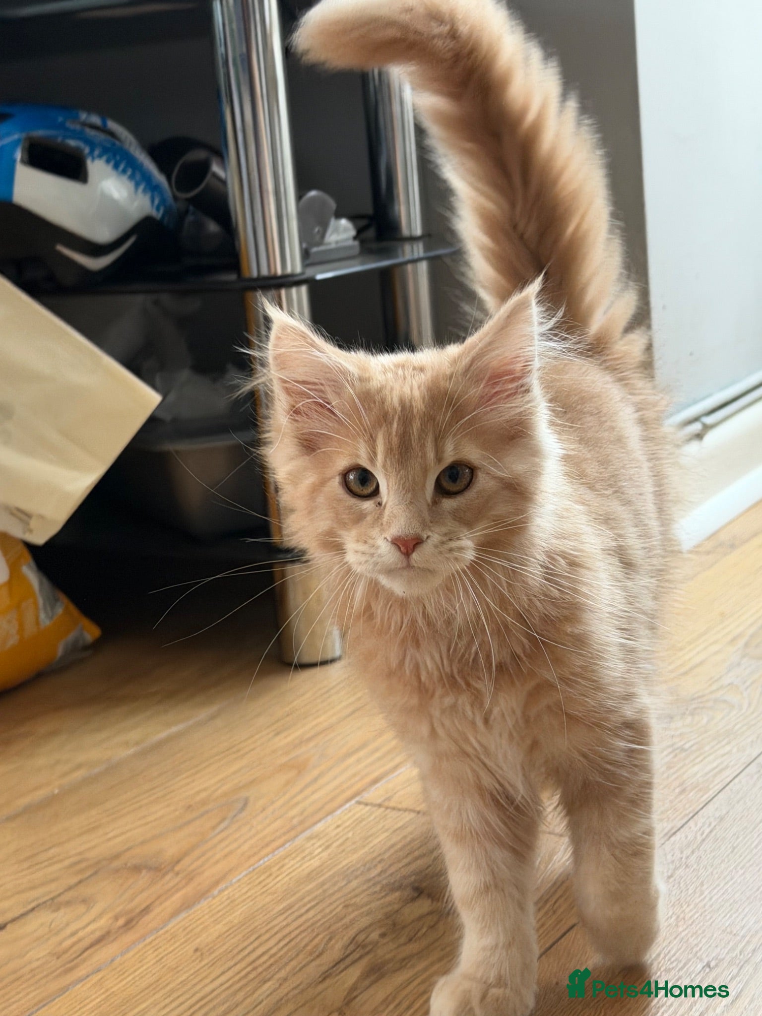Maine Coon cats XL TICA Maine coon kittens - Advert 11