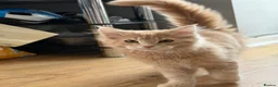 Maine Coon cats for sale: XL TICA Maine coon kittens - Advert 8