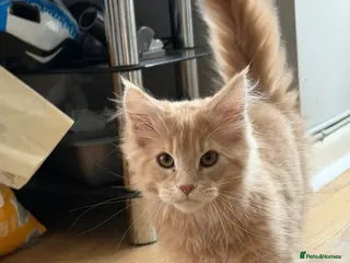 Maine Coon cats XL TICA Maine coon kittens - Advert 11