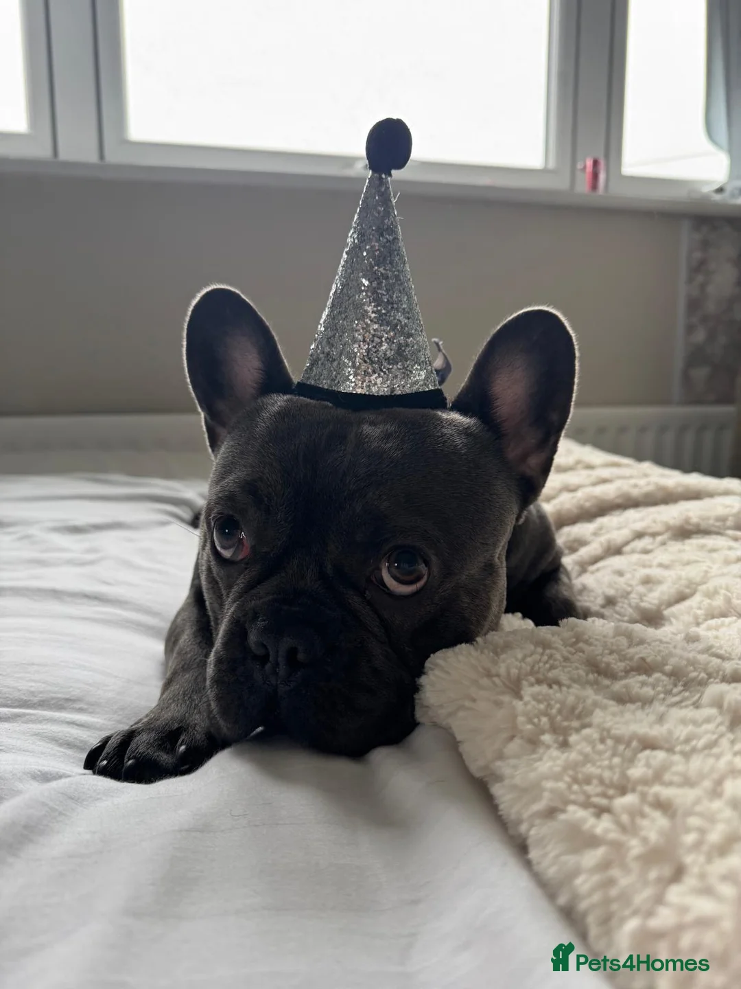 French Bulldog dogs for stud: Blue French Bulldog For Stud  - Advert 9