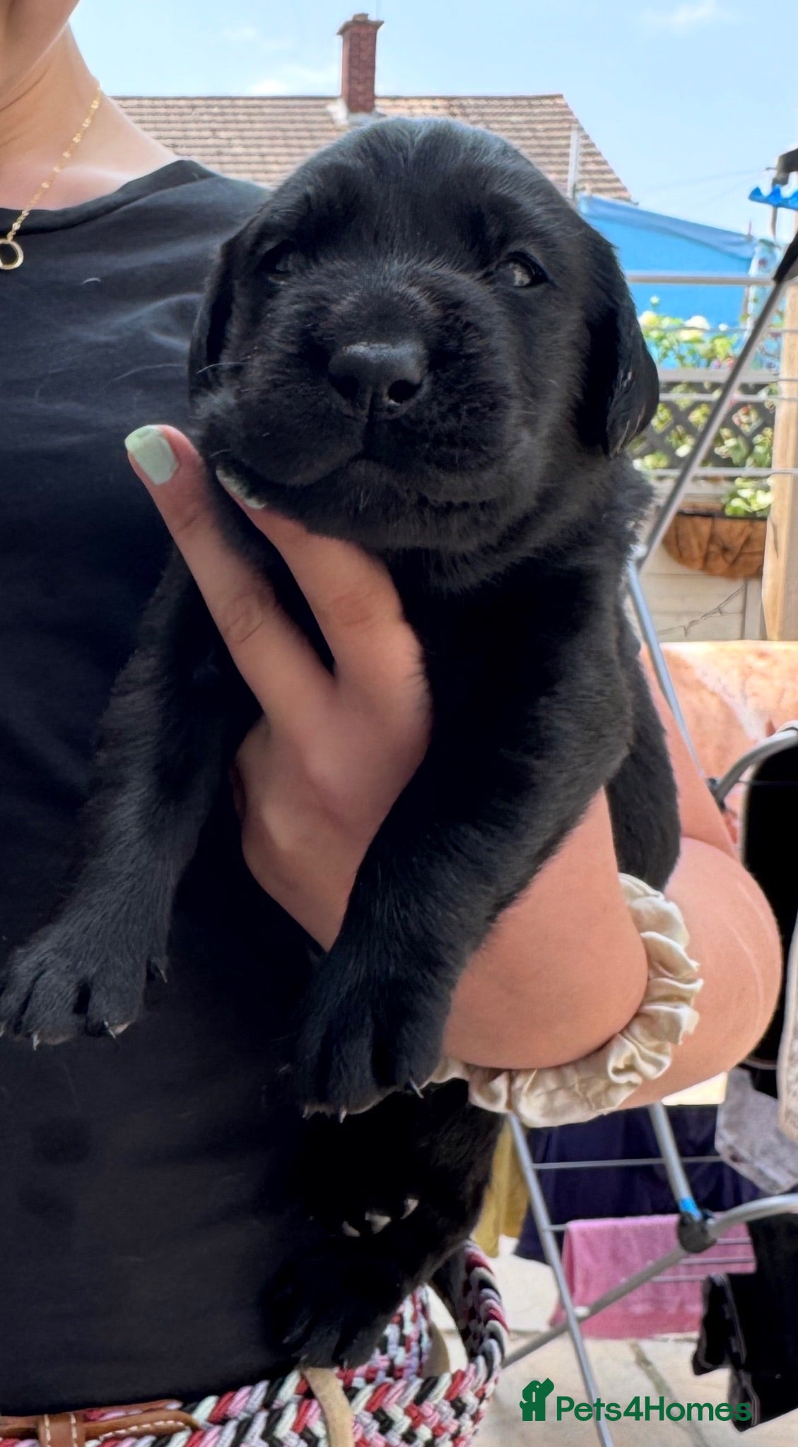 Goldador dogs GOLDADORABLES 💕 - Advert 1