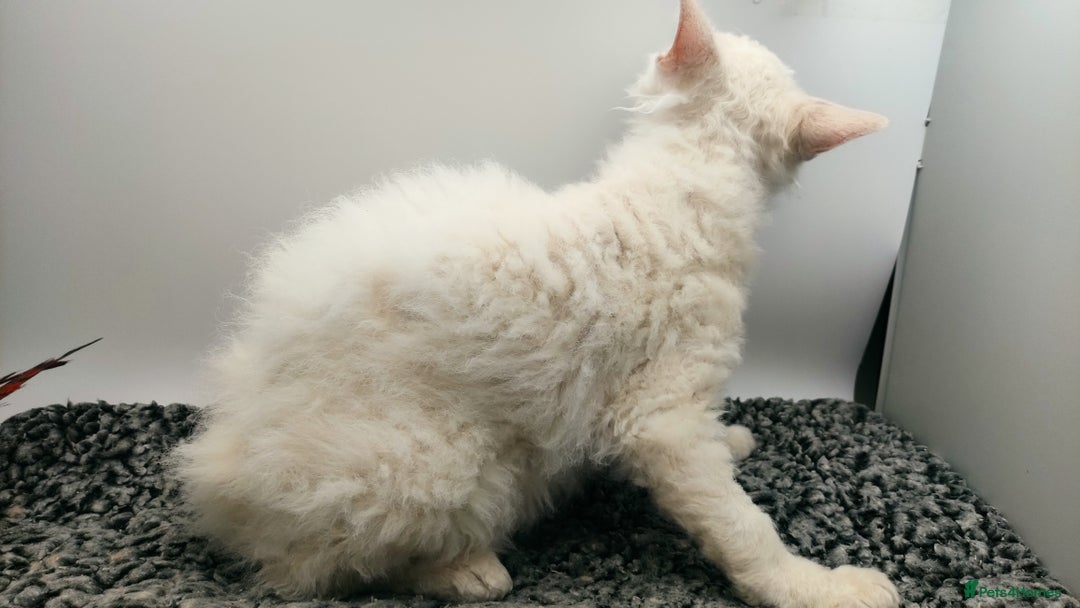 LaPerm cats for sale: Lilac point longhaired curly LaPerm kitten - Image 13