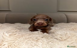 Miniature Dachshund dogs for sale: Stunning ISABELLA miniature dachshunds  - Image 4