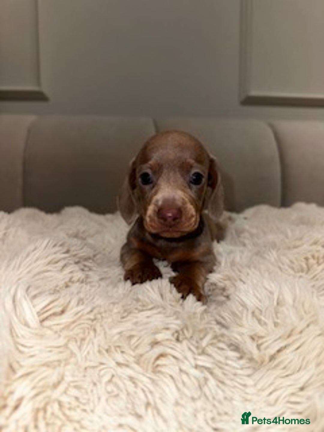 Miniature Dachshund dogs for sale: Stunning ISABELLA miniature dachshunds  - Image 4