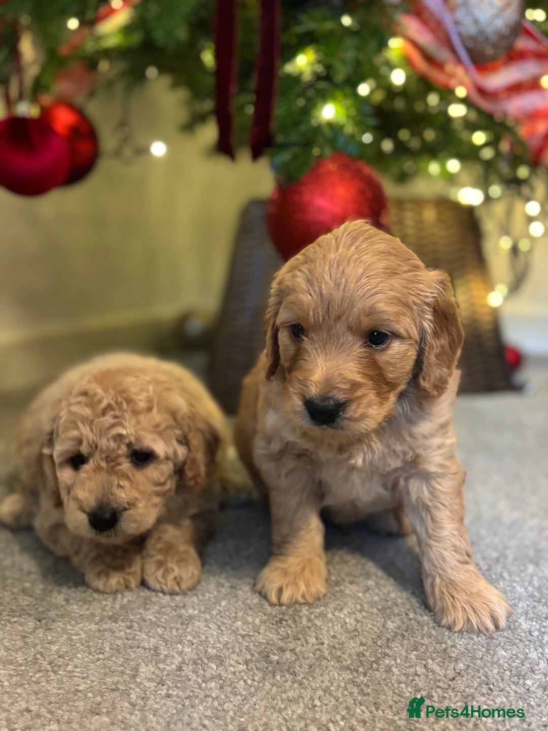 Mini Goldendoodle dogs for sale: F2 mini golden doodle puppies.  - Advert 4