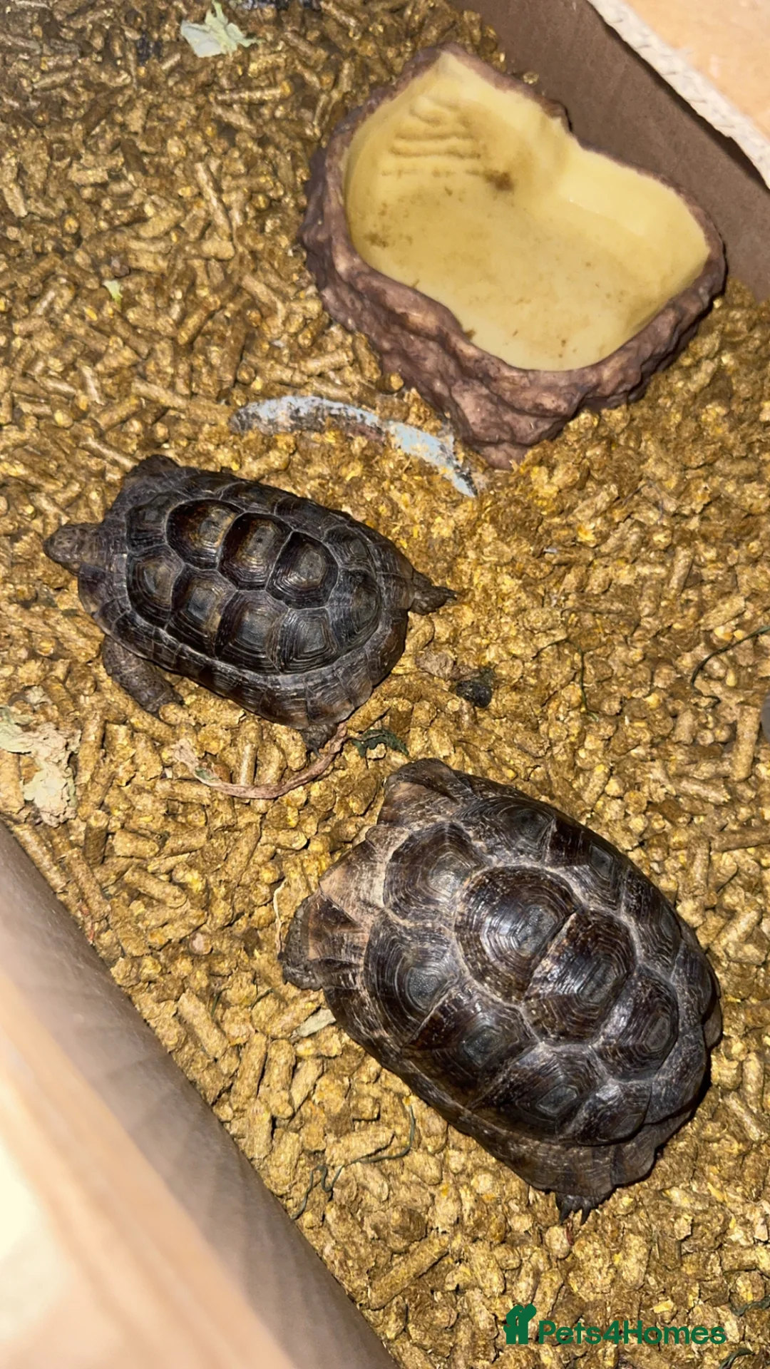 Tortoise reptiles for sale: baby horsfield tortoises  - Advert 1