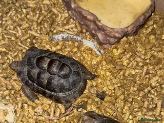Tortoise reptiles baby horsfield tortoises - Advert 1