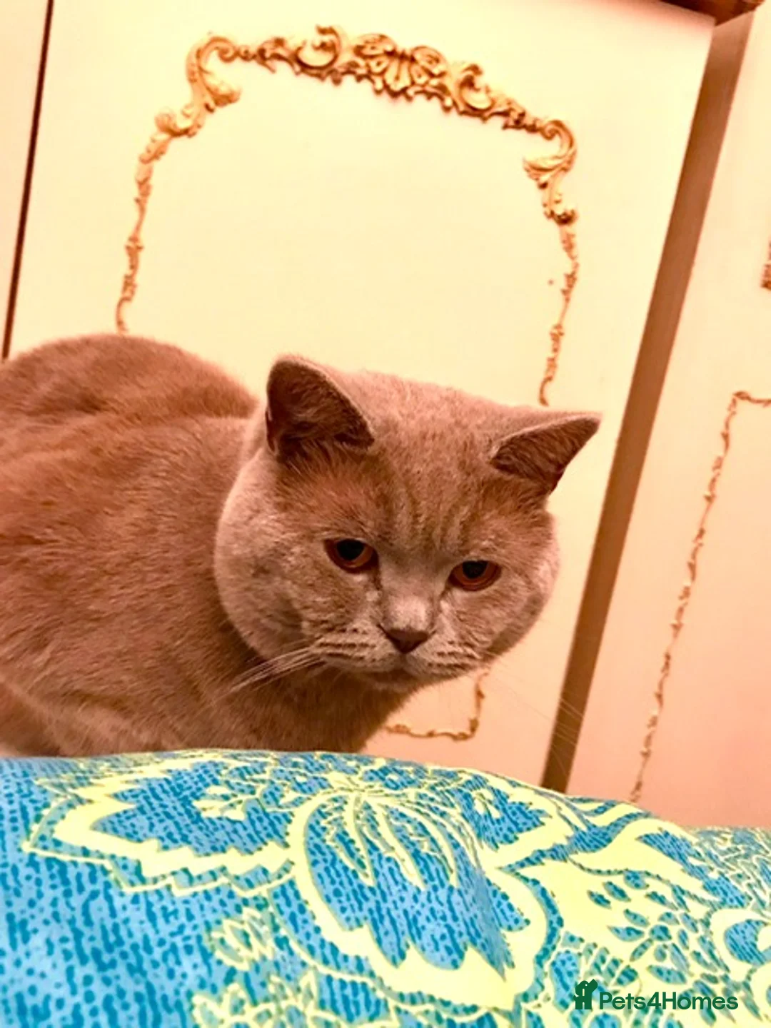 Scottish Fold cats for stud: Scottish Fold (Straight) male for stud in Boston - Advert 3