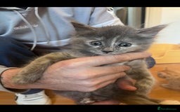 Mixed Breed cats for sale: Two beautiful litters 2 days apart  - Image 14