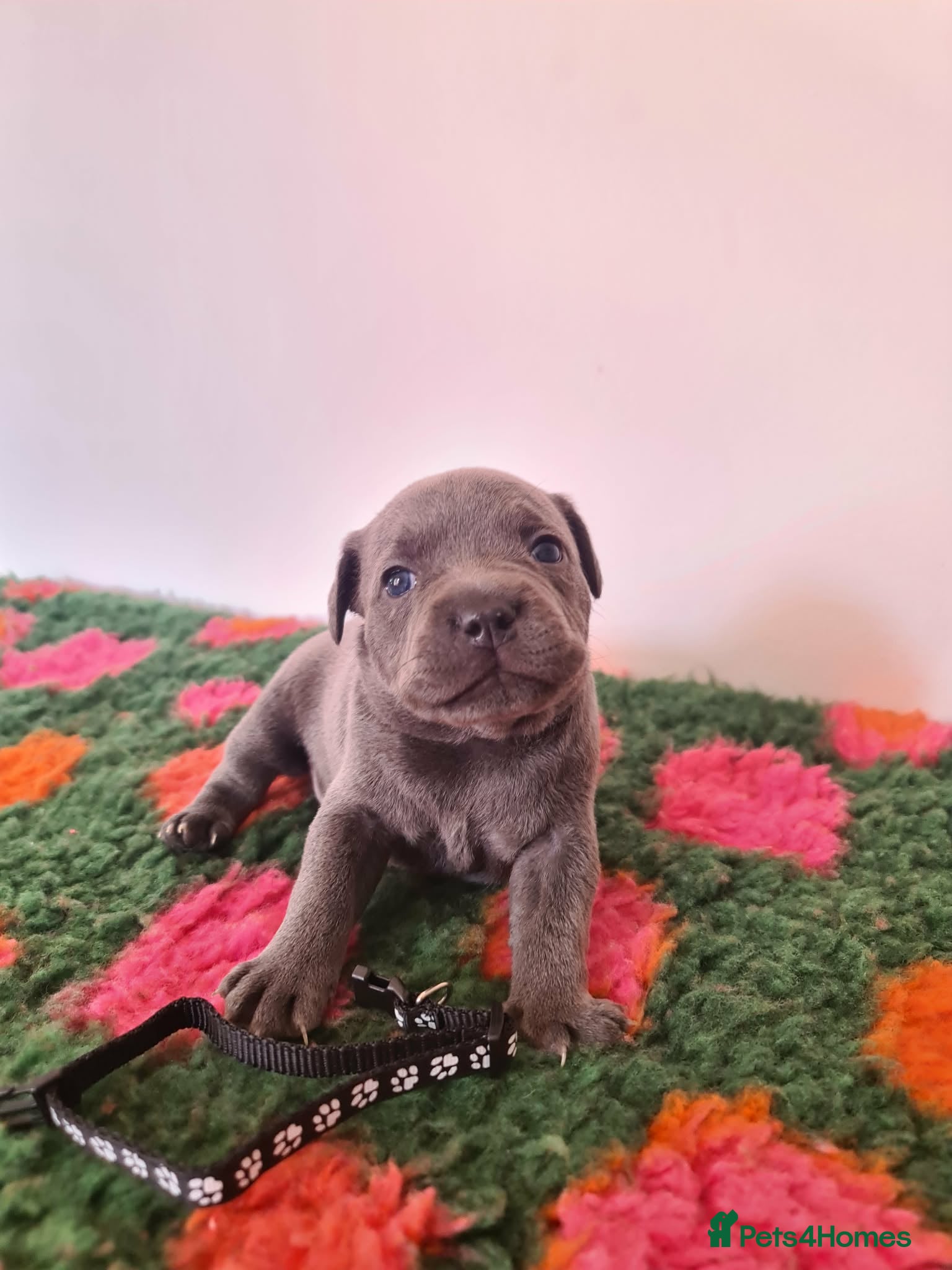 Staffordshire Bull Terrier dogs Champion Bloodline KC Staffy Puppies - Advert 2