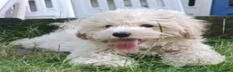 Maltipoo dogs for sale: F1 Maltipoo Puppies For Sale  - Advert 10
