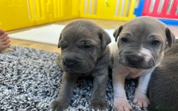 Mixed Breed dogs for sale: Ready to leave!! Staffy X Shar Pei puppies puppy - Image 13
