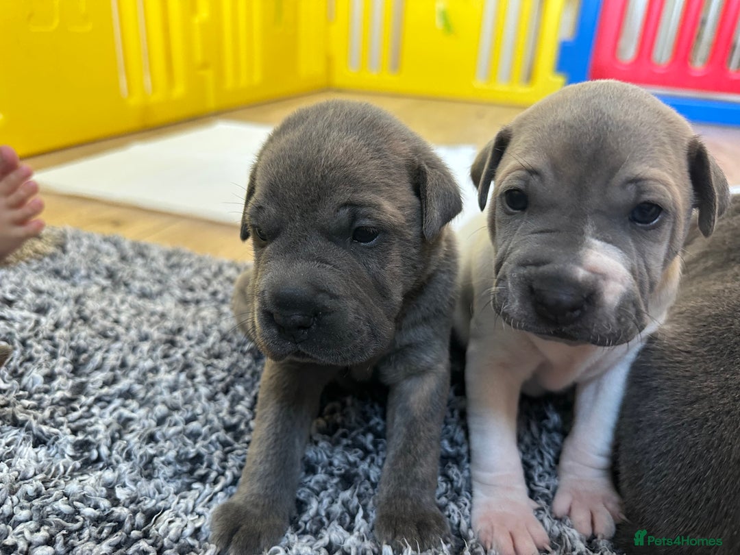 Mixed Breed dogs for sale: Ready to leave!! Staffy X Shar Pei puppies puppy - Image 13
