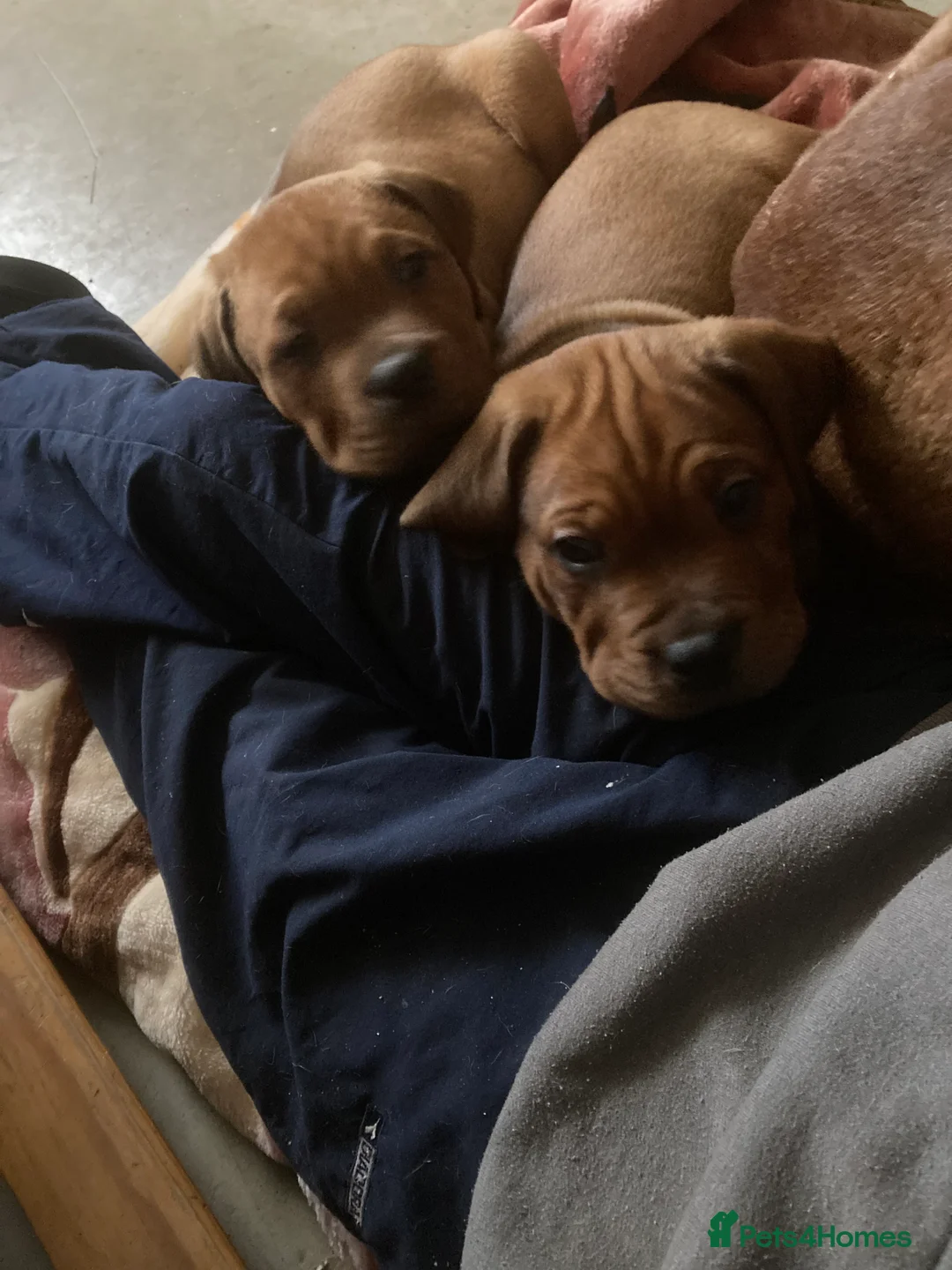 Mixed Breed dogs for sale: Rocco - Advert 4