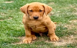 Labrador Retriever dogs for sale: KC REG RED FOX LABRADORS - ONLY 1 MALE LEFT  in Brockenhurst - Image 19