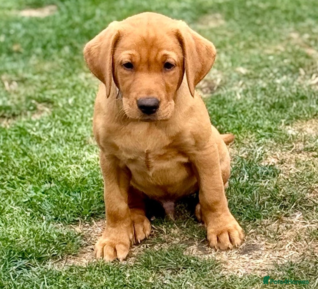 Labrador Retriever dogs for sale: KC REG RED FOX LABRADORS - ONLY 1 MALE LEFT  in Brockenhurst - Image 19