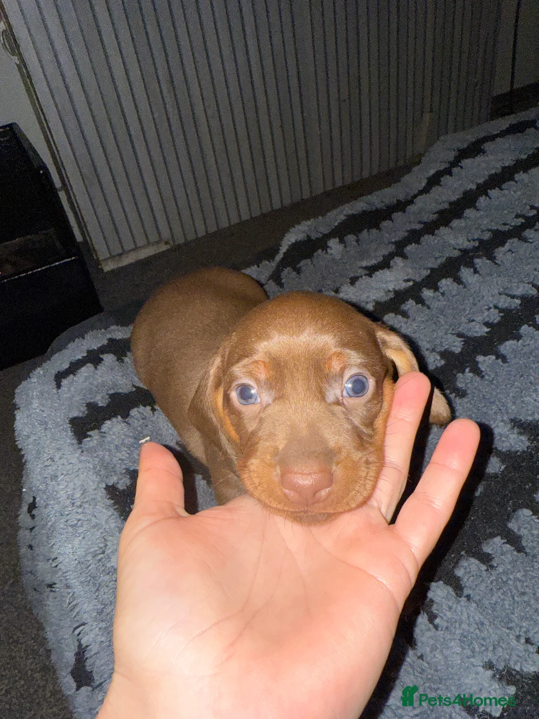 Dachshund dogs for sale: Beautiful dachshund pups - Advert 2