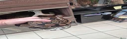 Boa Snake reptiles for sale: Corn royal snakes - Advert 5