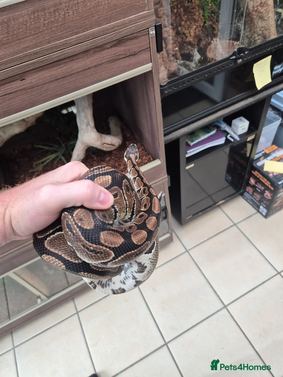 Boa Snake reptiles for sale: Corn royal snakes - Advert 5