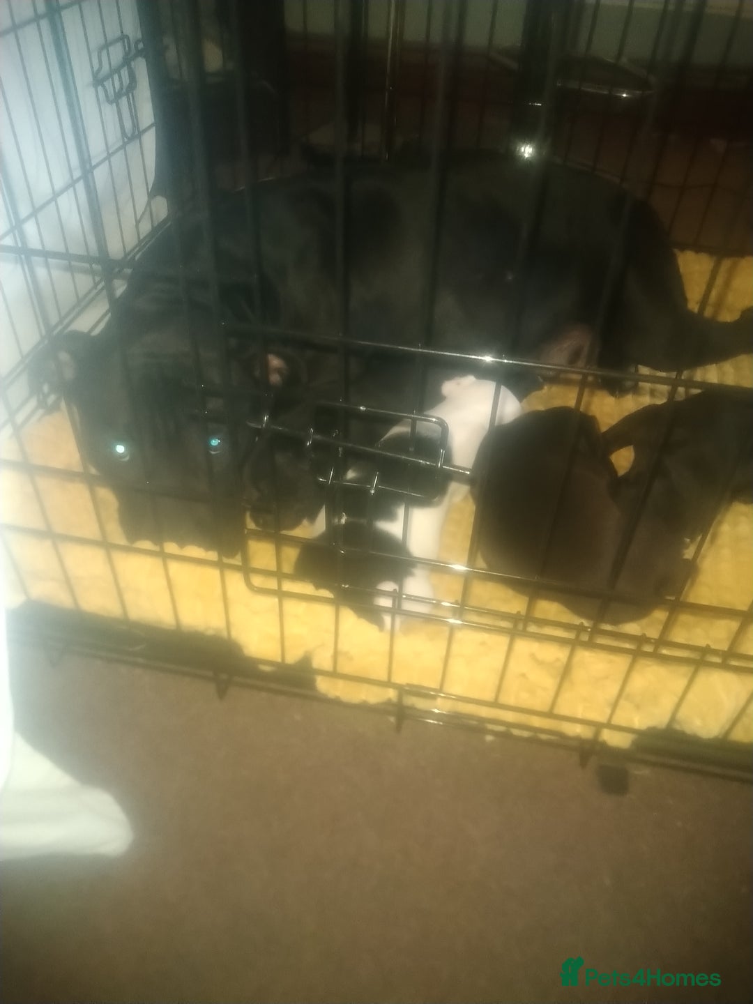 Staffordshire Bull Terrier dogs for sale: Staffordshire bull terrier  - Image 11