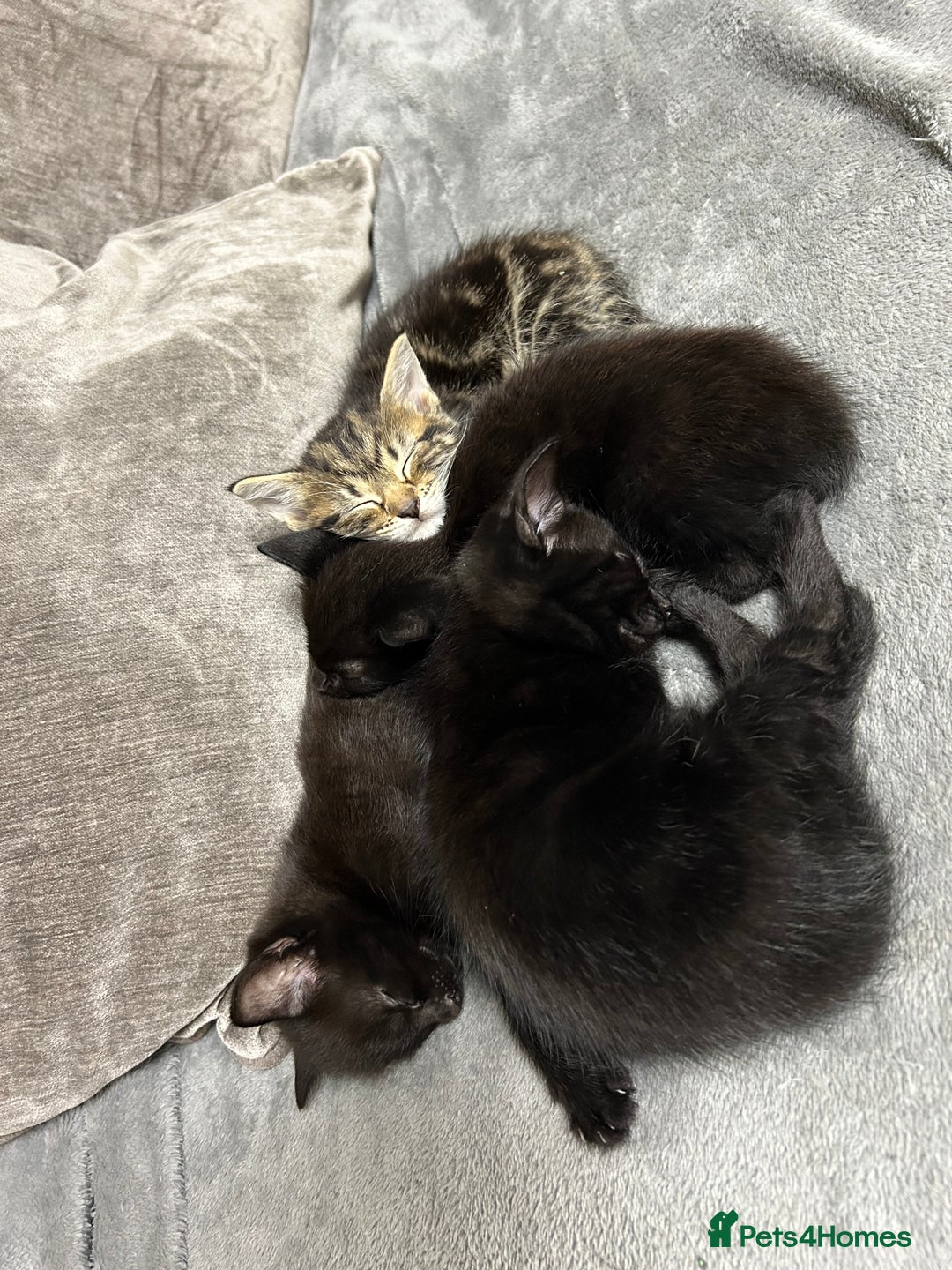 Mixed Breed cats for sale: Kittens - Advert 3
