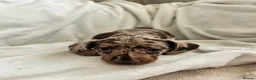 Dachshund dogs for sale: 🐶Chocolate & Cream Dachshund for Sale 🐶 - Advert 9