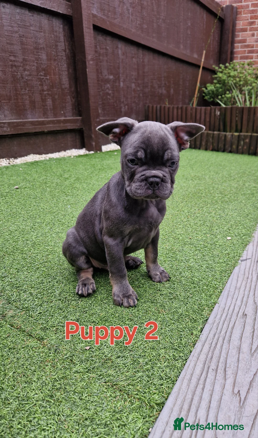 French Bulldog dogs for sale: Puppies  - Advert 6