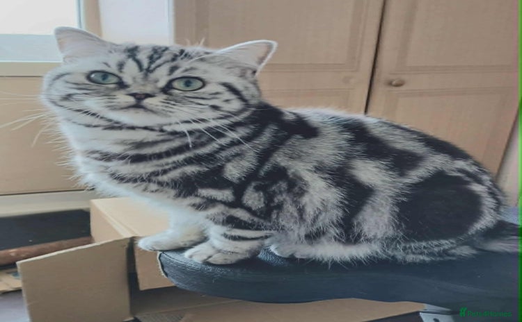 British Shorthair cats - Advert 2