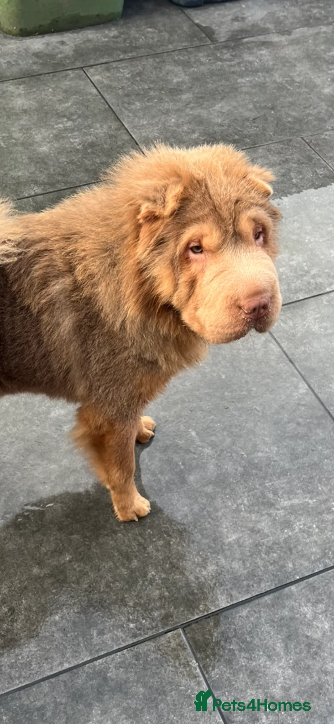 Shar Pei dogs for stud: kc reg health tested bva eye tested  in Sunderland - Advert 3