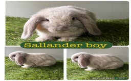 Mini Lop rabbits for sale: Beautiful mini lops ready now  - Image 7