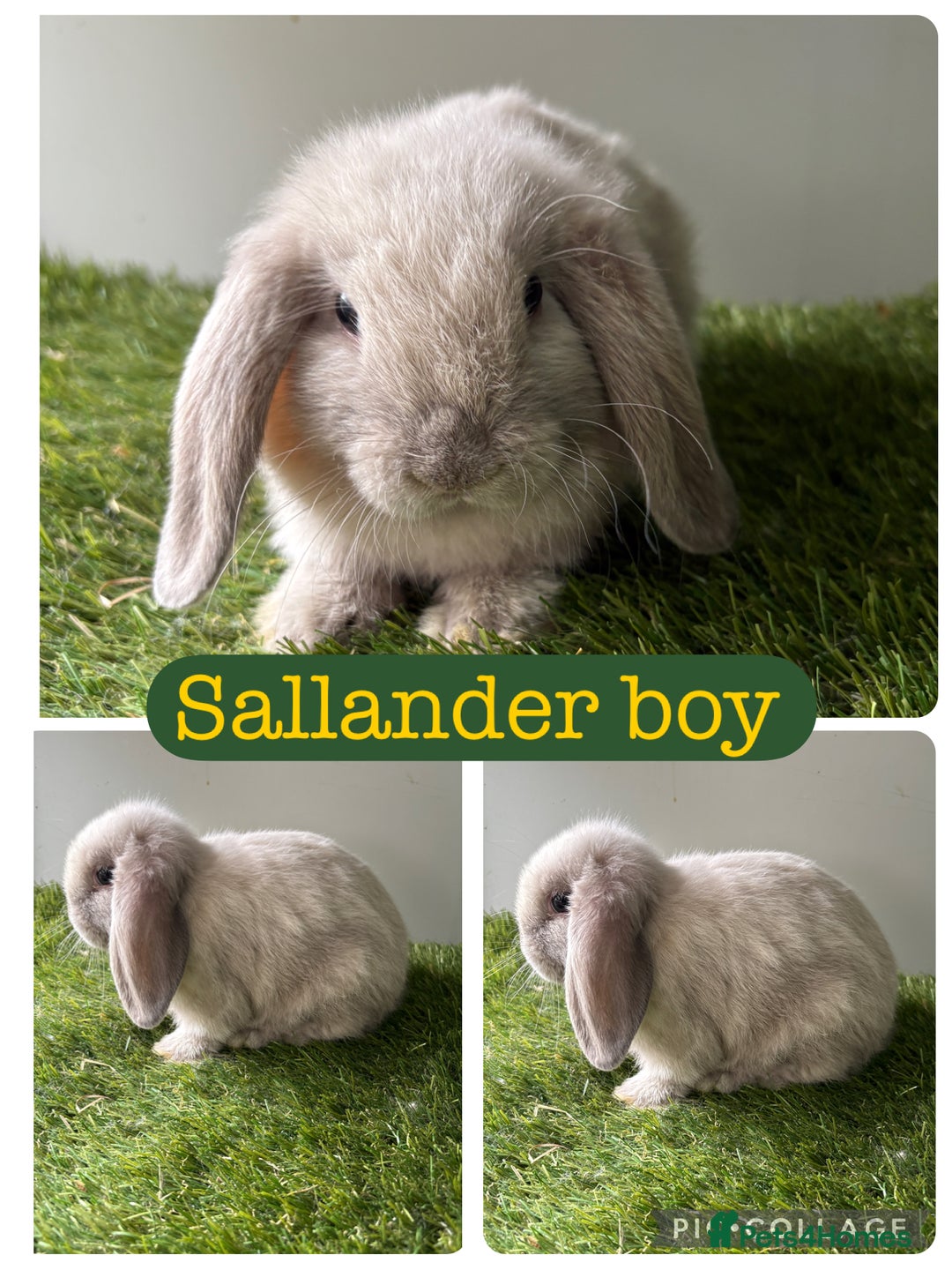 Mini Lop rabbits for sale: Beautiful mini lops ready now  - Image 7