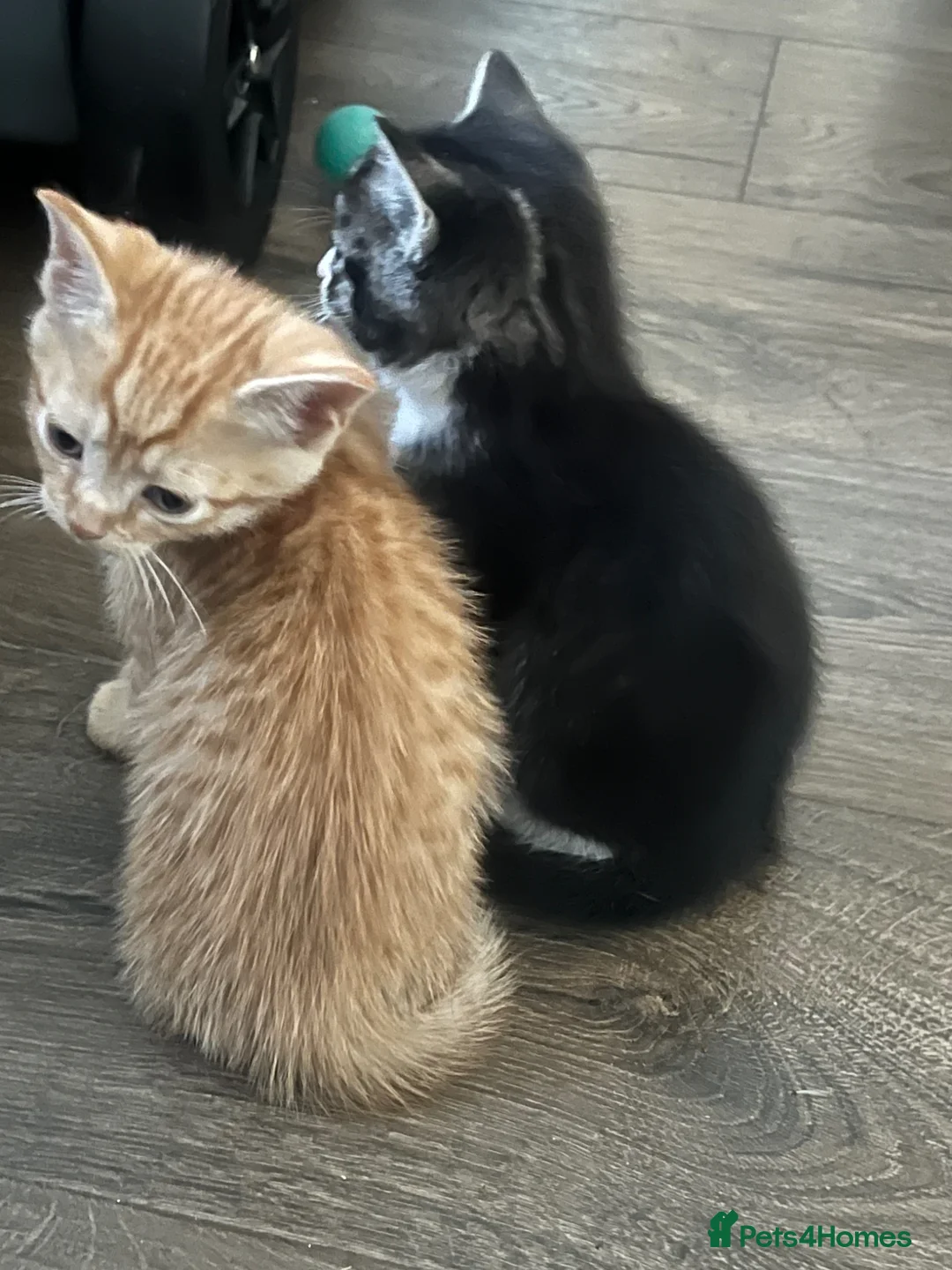 Mixed Breed cats for sale: Gorgeous kittens  - Advert 12