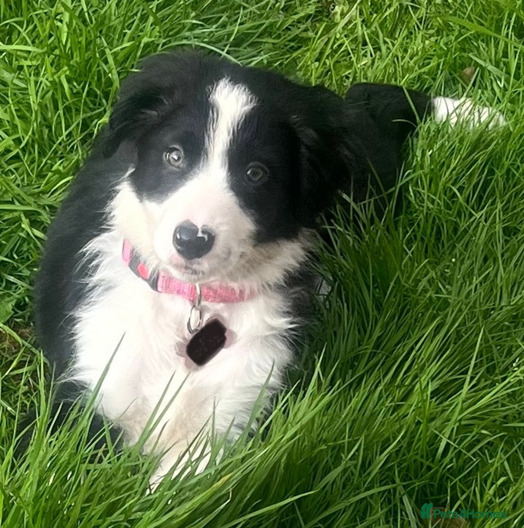 Border Collie dogs for sale: Beautiful girl non kc  - Image 20