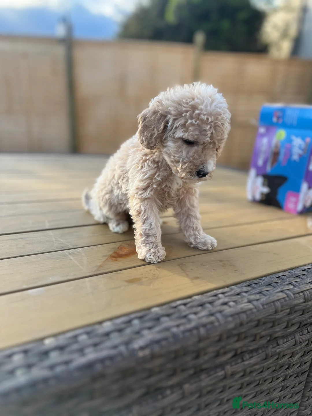 Maltipoo dogs for sale: Maltipoo puppys 2 left now in Bicester - Advert 1