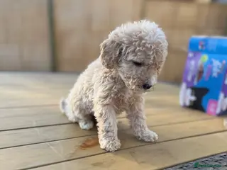 Maltipoo dogs Maltipoo puppys 2 left now - Advert 1