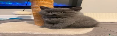 British Shorthair Kitten 1