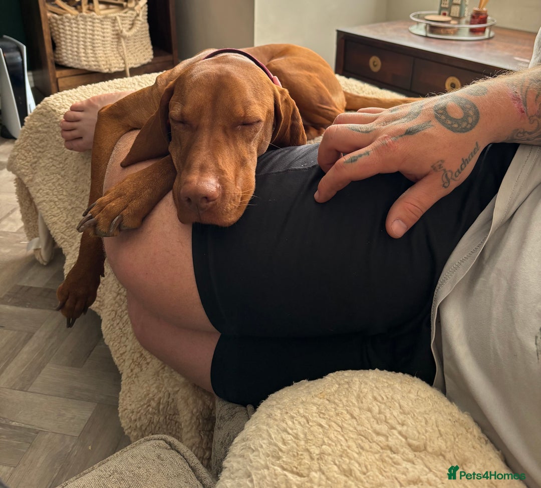Hungarian Vizsla dogs for sale: Ready to leave KC Registered Vizsla Puppy  - Advert 19
