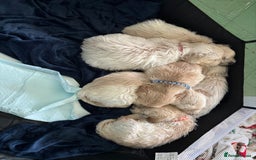 Golden Retriever dogs for sale: Two female Golden Retriever puppies left - Image 9