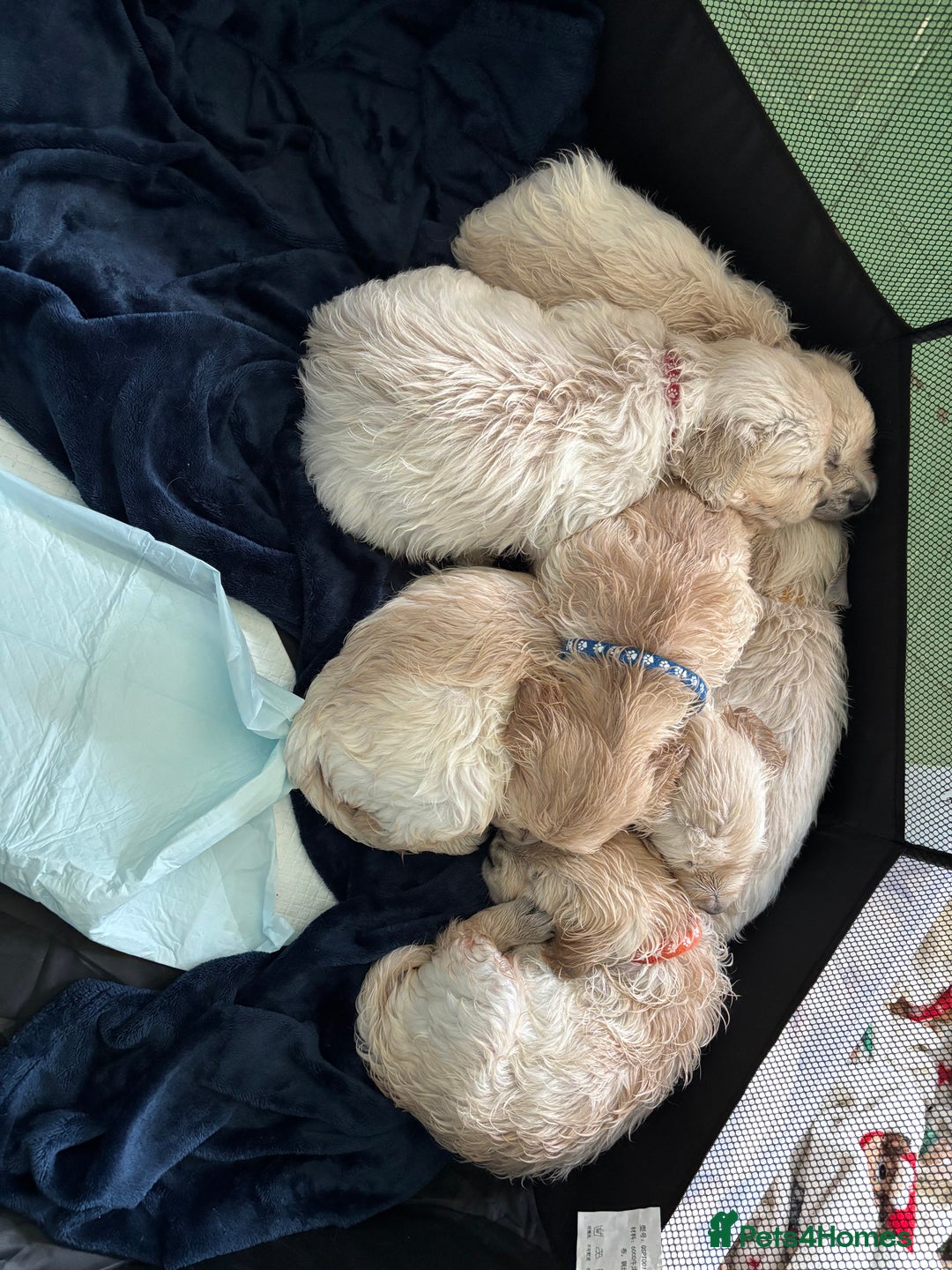 Golden Retriever dogs for sale: Two female Golden Retriever puppies left - Image 9