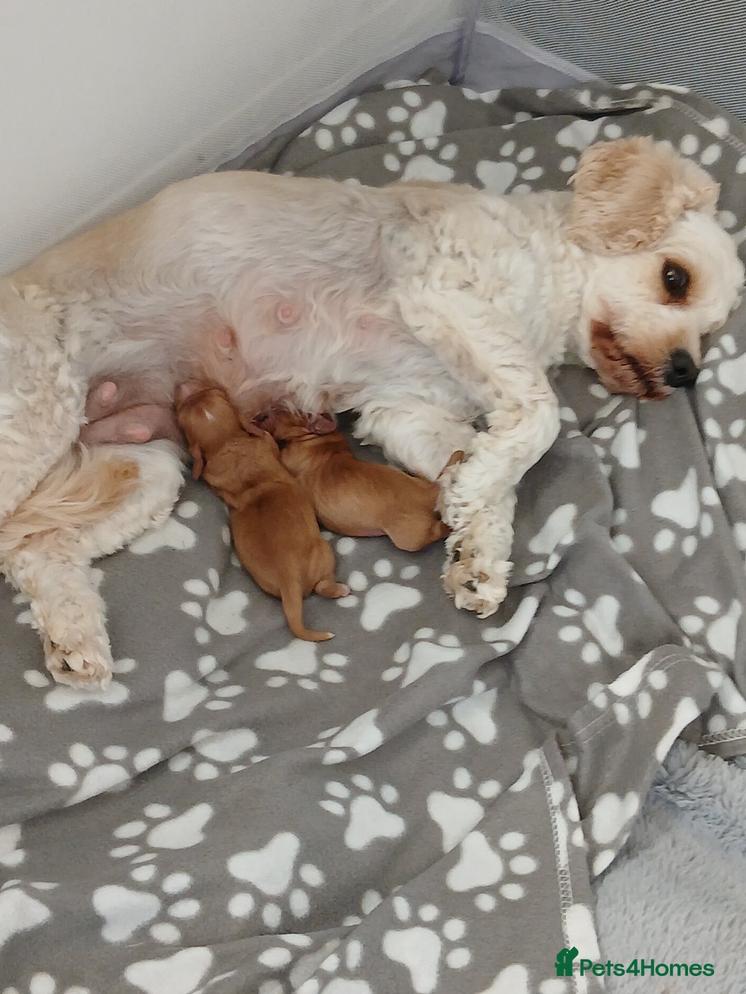 Cavachon dogs for sale: 1 lovely boy left - Image 8