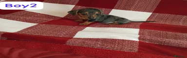 Dachshund 2