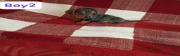 Dachshund dogs for sale: pedigree miniature dachshund puppies - Advert 7