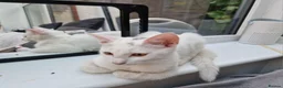 Mixed Breed cats for sale: Beautiful sisters are looking for a loving family  - Advert 4
